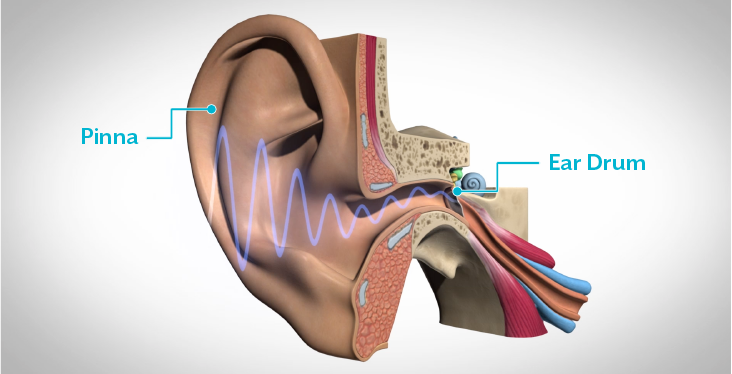 Pinna and ear drum, diagram of the ear